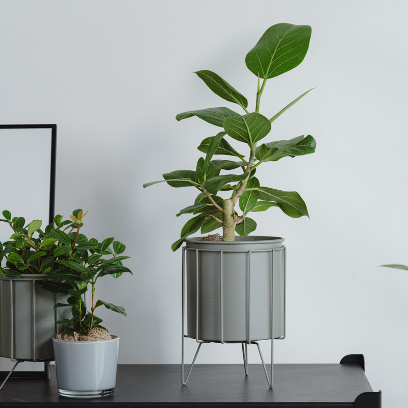 中鉢サイズ | 青山フラワーマーケット | 青山フラワーマーケット｜花束