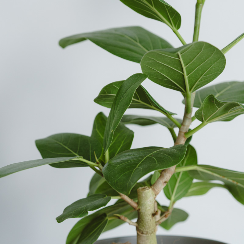 フィカス・ベンガレンシス無機質用土植え（専用出品用） フィカス・ベンガレンシス無機質用土植え（専用出品用）