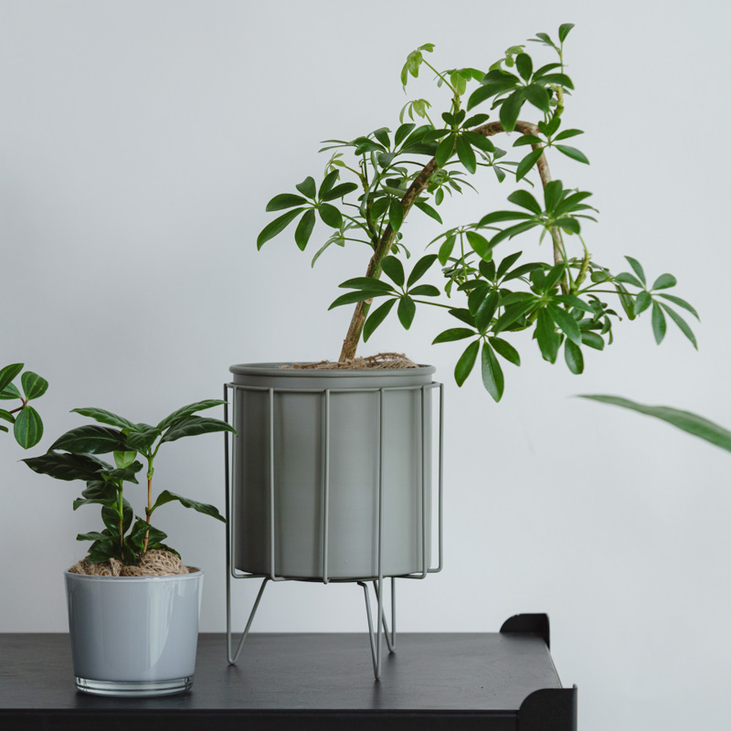 観葉植物（10000～14999円） | 青山フラワーマーケット | 青山フラワー