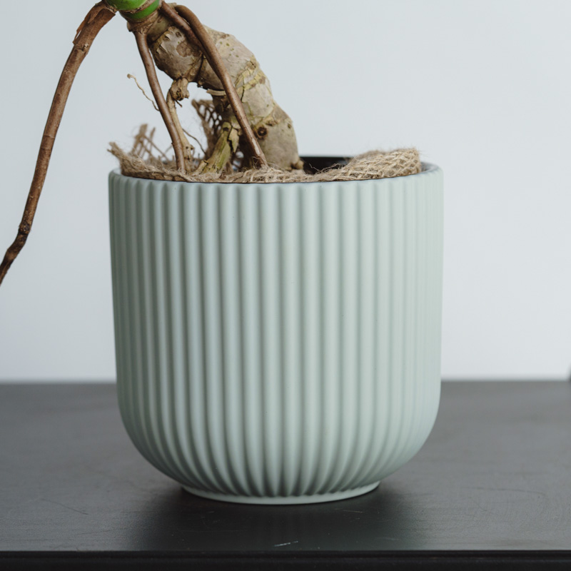 青山フラワーマーケット｜観葉植物/スタイル | 青山フラワーマーケット