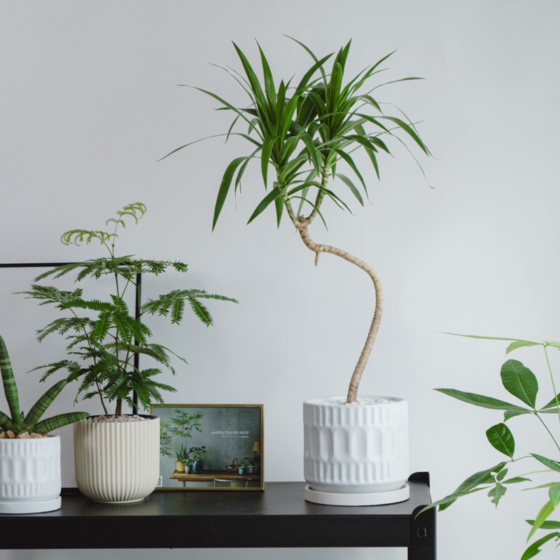 観葉植物　　観賞用　シンボル 観葉植物 観賞用 シンボル