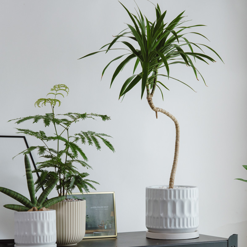 ドラセナ・ナビー/ASHGREY(アッシュグレイ)/ブランデント L | 青山