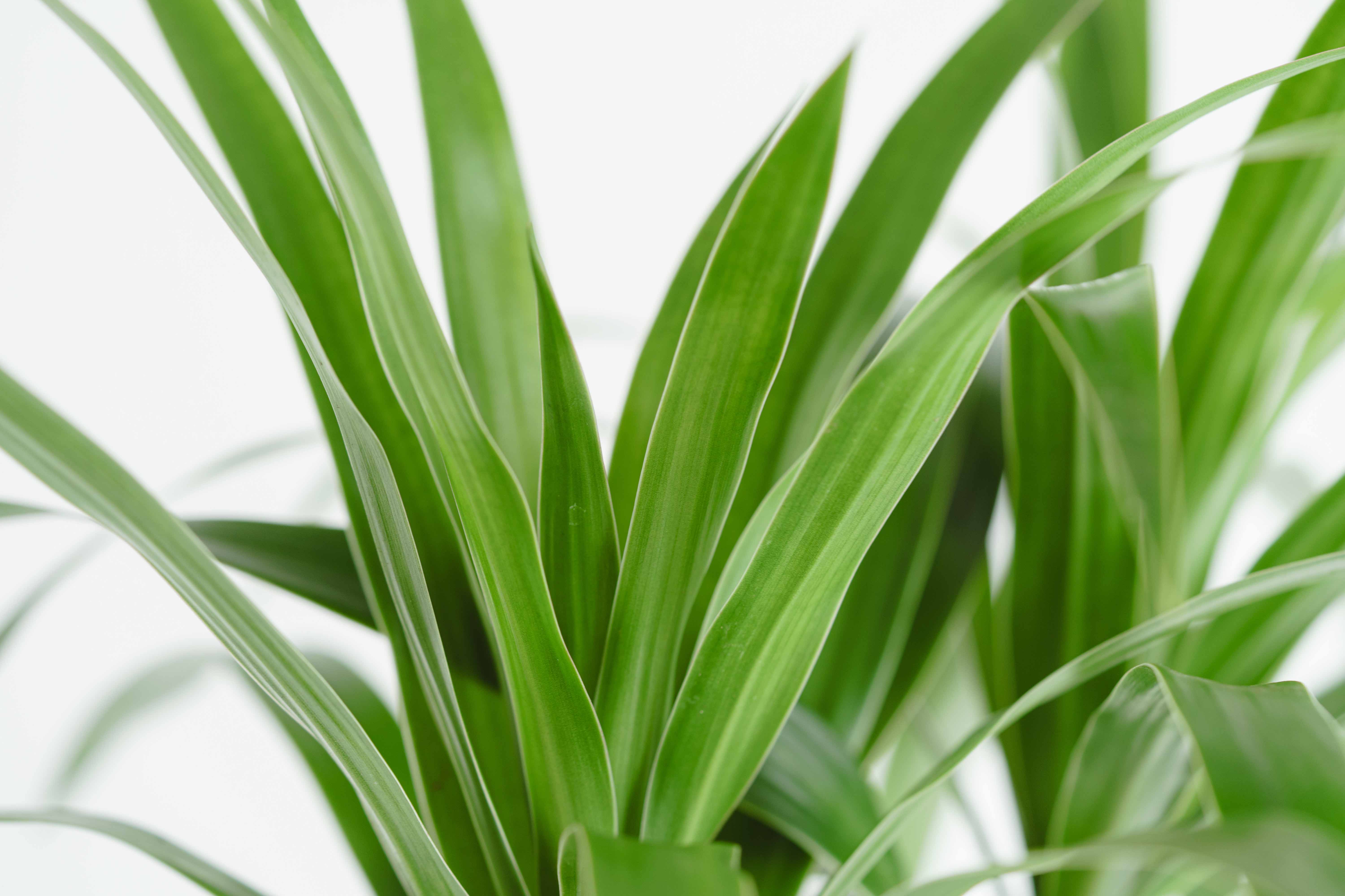 シナリー　A1など　はな様 41DJe4xO7IL._AC_UL210_SR210,