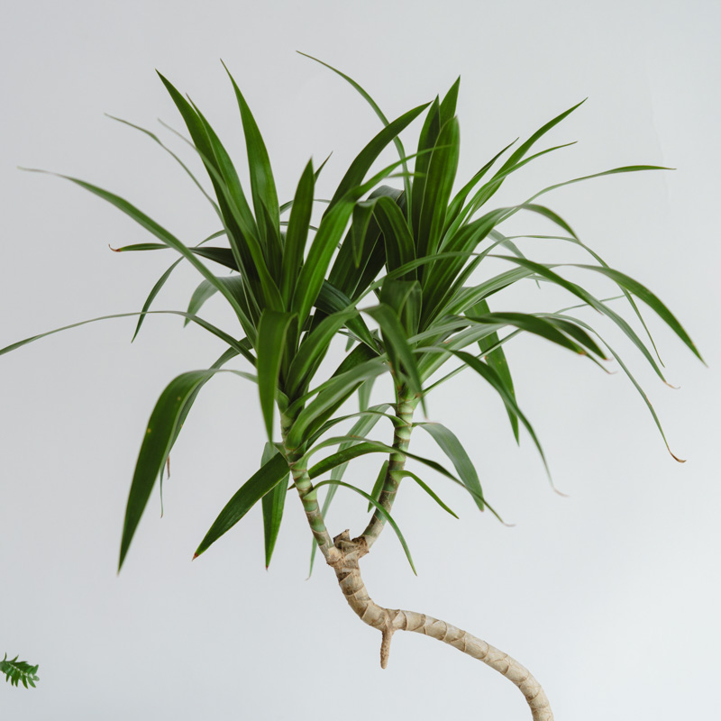 シナリー　A1など　はな様 楽天市場】シナリー シノワーズa1の通販