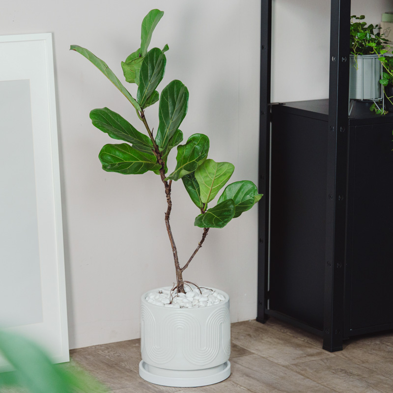 中鉢サイズ | 青山フラワーマーケット | 青山フラワーマーケット｜花束