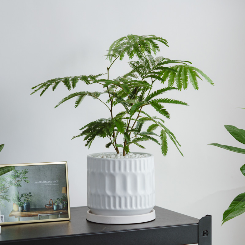 エバーフレッシュ/FARM(ファーム)/エルセ14 C | 青山フラワー