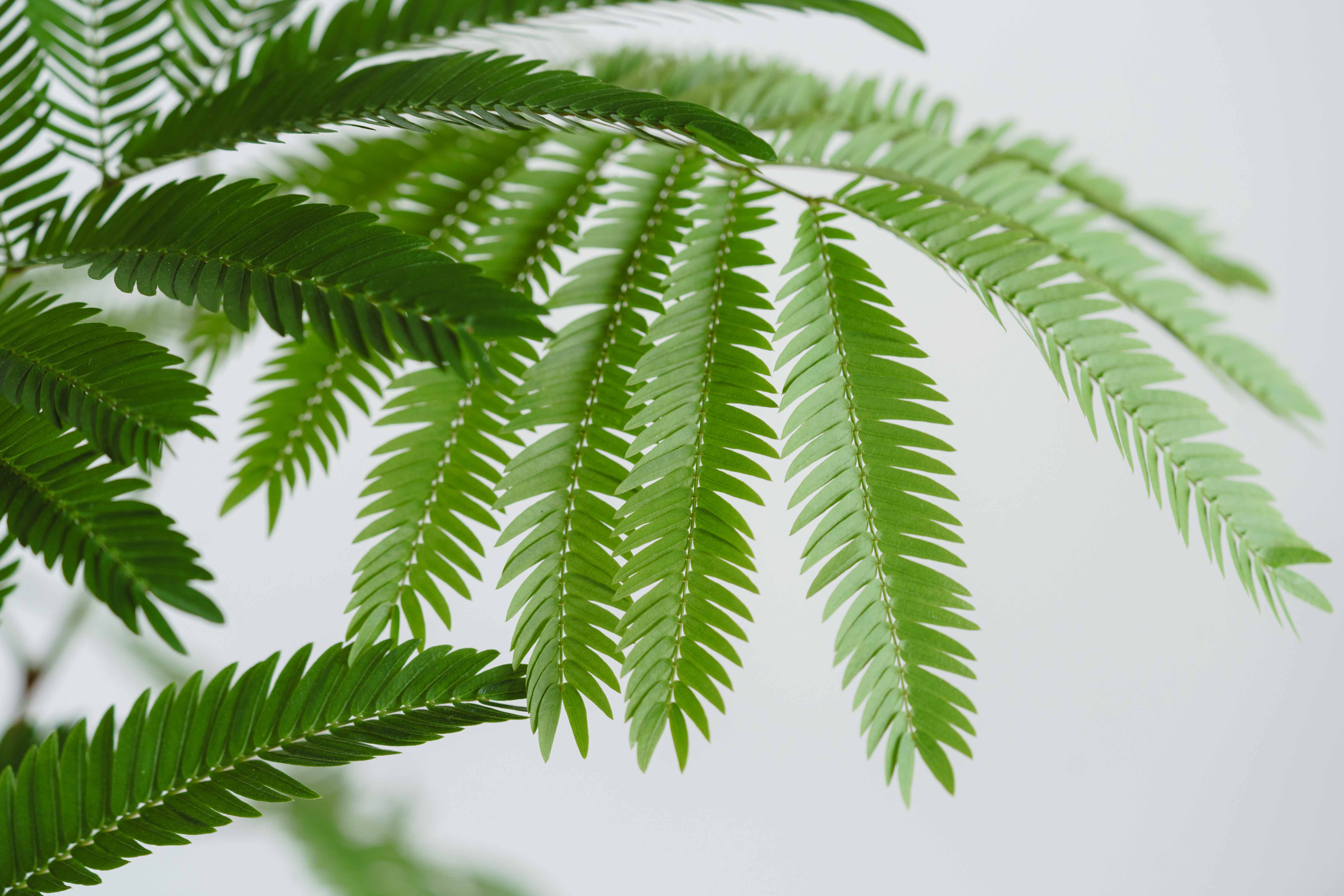 エバーフレッシュ/ASHGREY(アッシュグレイ)/ブランデント L | 青山