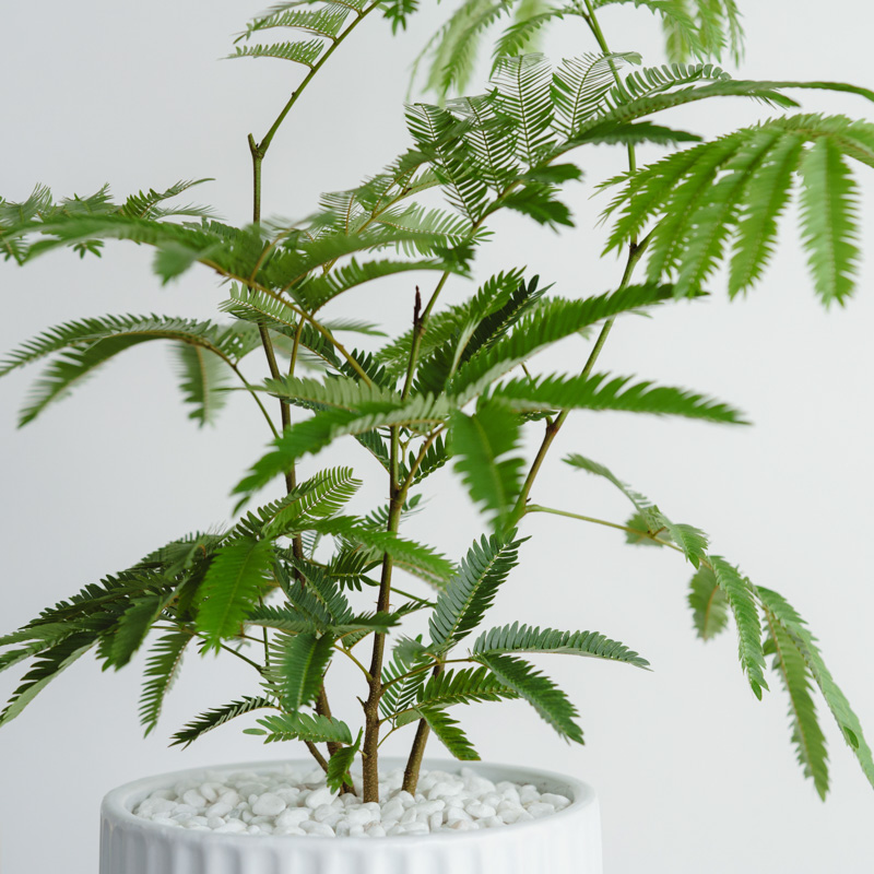 エバーフレッシュ/ASHGREY(アッシュグレイ)/ブランデント L | 青山