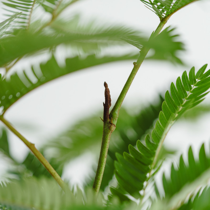 エバーフレッシュ/ASHGREY(アッシュグレイ)/ブランデント L | 青山