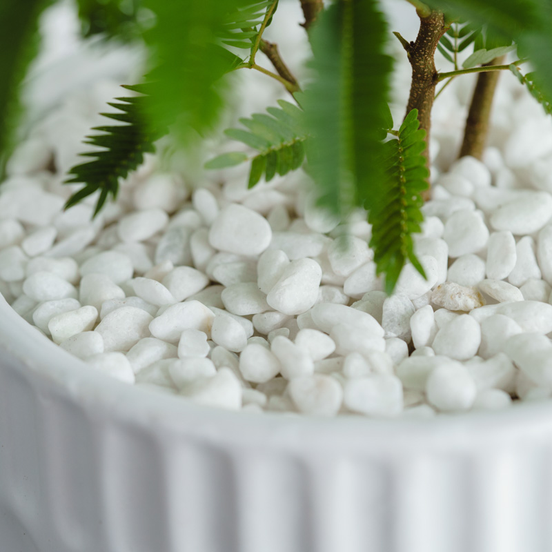 エバーフレッシュ/ASHGREY(アッシュグレイ)/ブランデント L | 青山