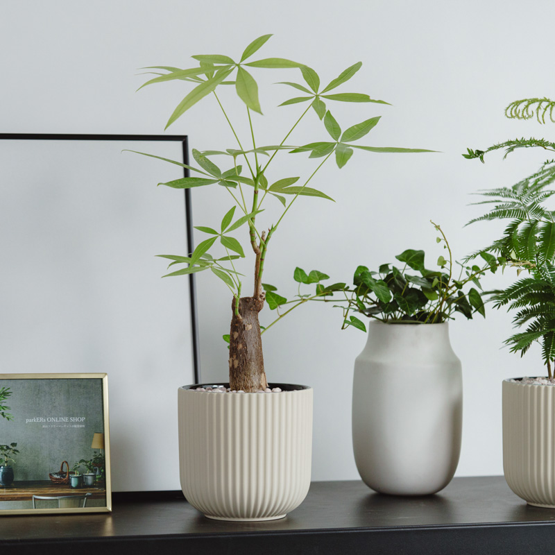 観葉植物 | 青山フラワーマーケット | 青山フラワーマーケット｜花束