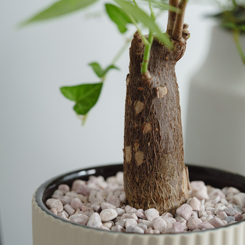 パキラ パキラ ねじり XL 【首都圏限定】 | 観葉植物の通販 AND PLANTS