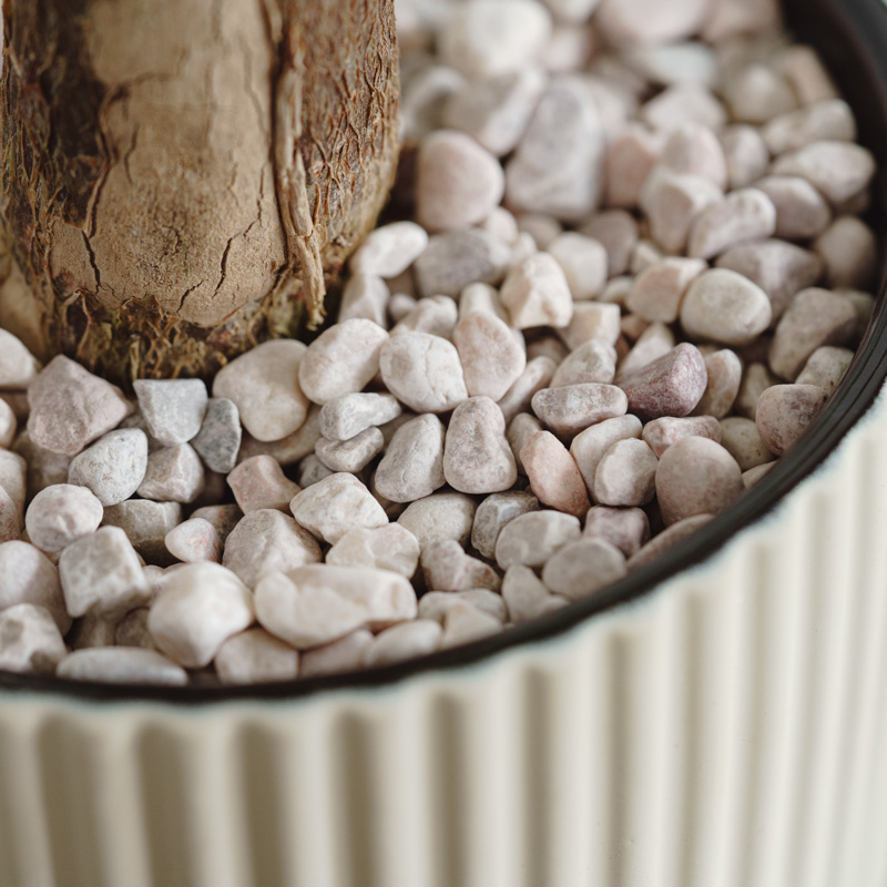 パキラ・グラブラ/FARM(ファーム)/エルセ14 C | 青山フラワー