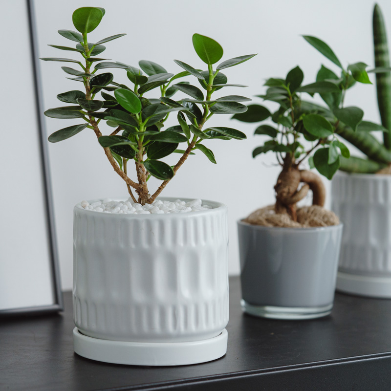 Y*e様 元祖⬛︎ 白パンダガジュマル ⬛︎挿し木専用 Y*e様 元祖◾︎ 白パンダガジュマル ◾︎挿し木専用