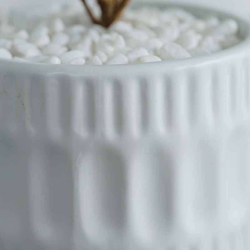 パンダガジュマル/ASHGREY(アッシュグレイ)/ブランデント S | 青山