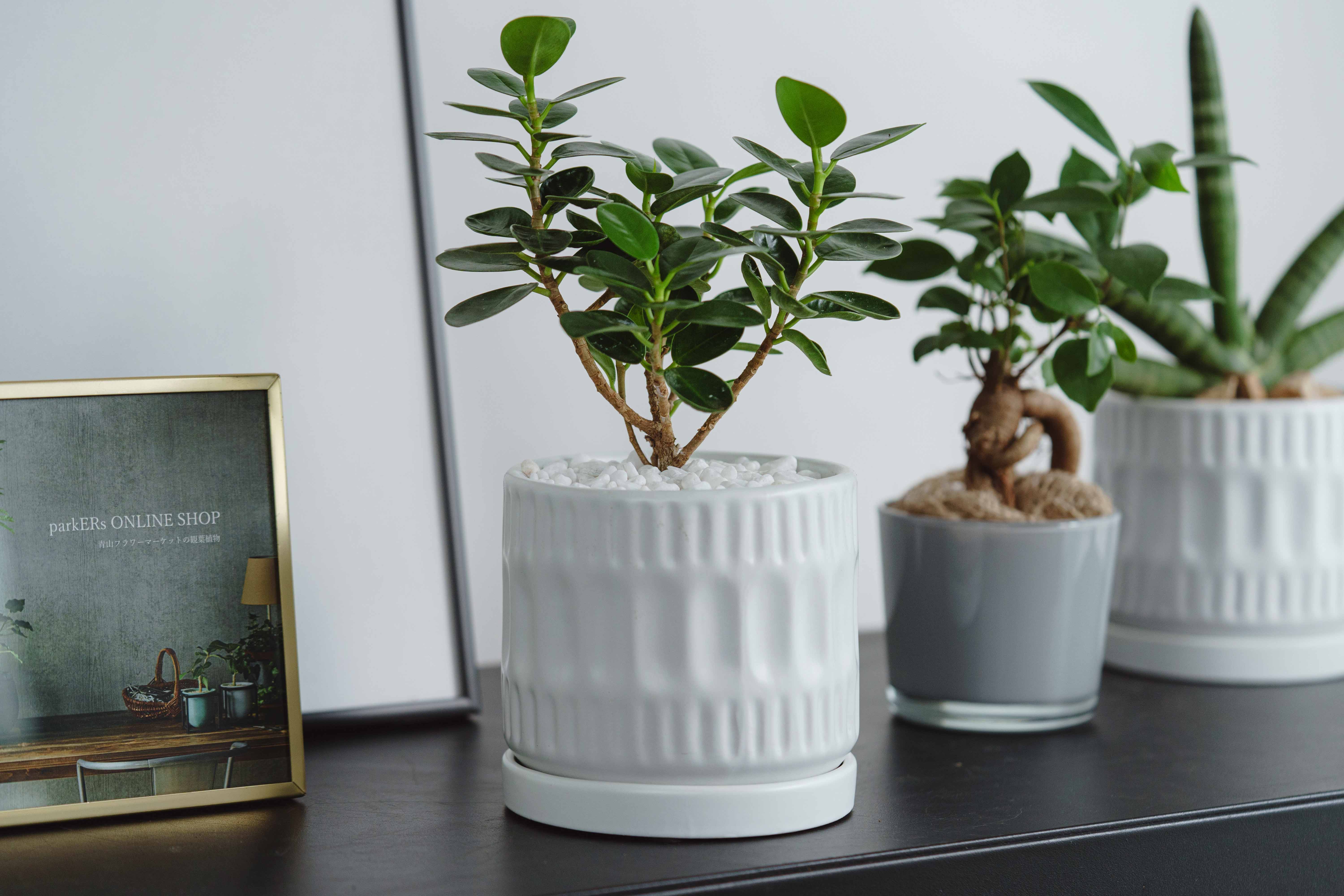 パンダガジュマル/ASHGREY(アッシュグレイ)/ブランデント S | 青山