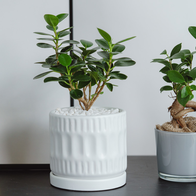 パンダガジュマル/ASHGREY(アッシュグレイ)/ブランデント S | 青山