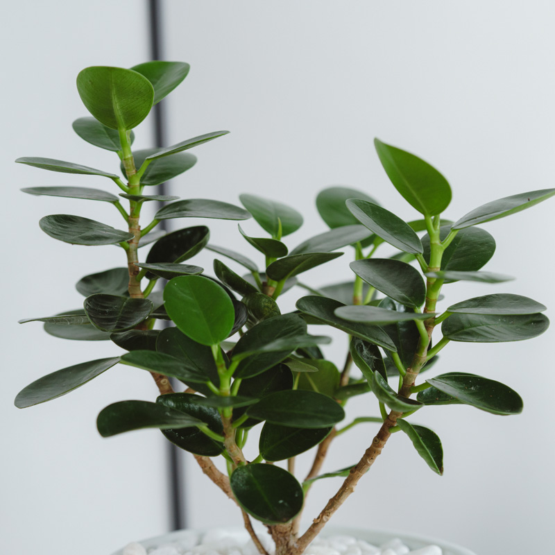 パンダガジュマル/ASHGREY(アッシュグレイ)/ブランデント S | 青山