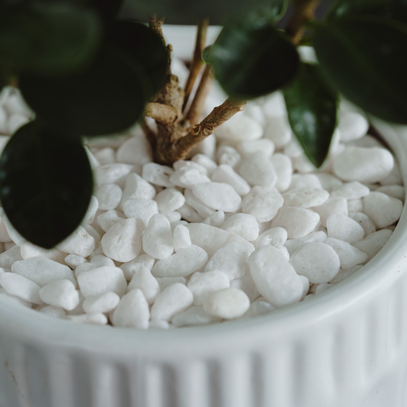 パンダガジュマル/ASHGREY(アッシュグレイ)/ブランデント S | 青山