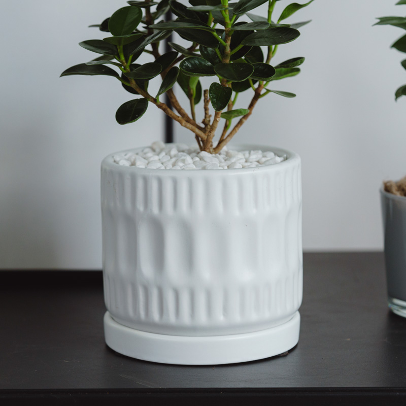 パンダガジュマル/ASHGREY(アッシュグレイ)/ブランデント S | 青山