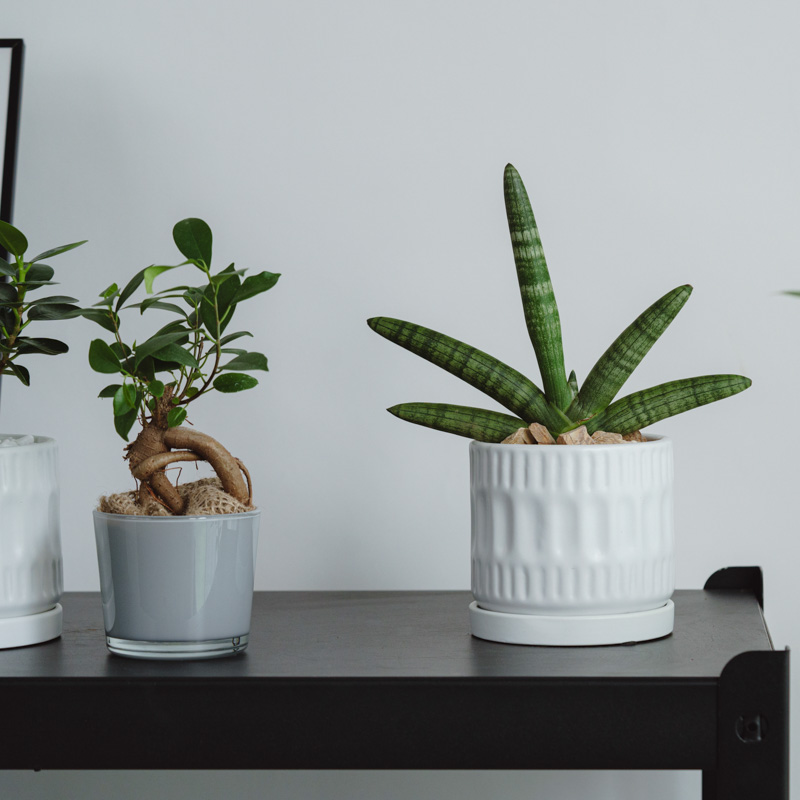 サンセベリア・ボンセレンシス/ASHGREY(アッシュグレイ)/ブランデント