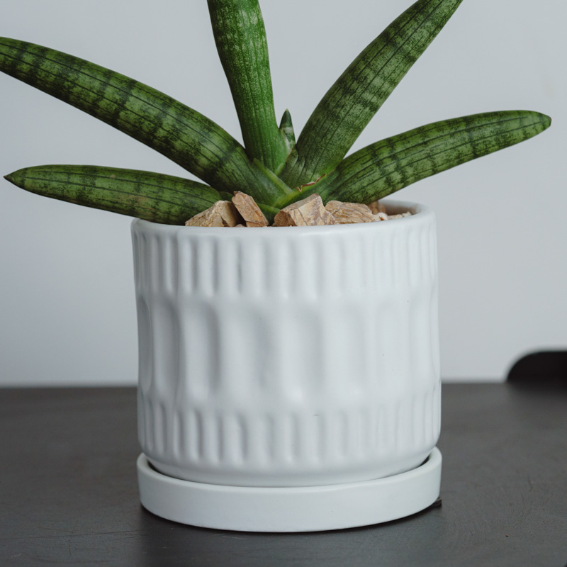 サンセベリア・ボンセレンシス/ASHGREY(アッシュグレイ)/ブランデント