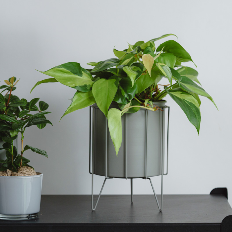 【ブラジル】デンドライト石板額　花草化石　DENDRITOS DO BRAZIL フィロデンドロン・ブラジル/ASHGREY(アッシュグレイ)/スチール