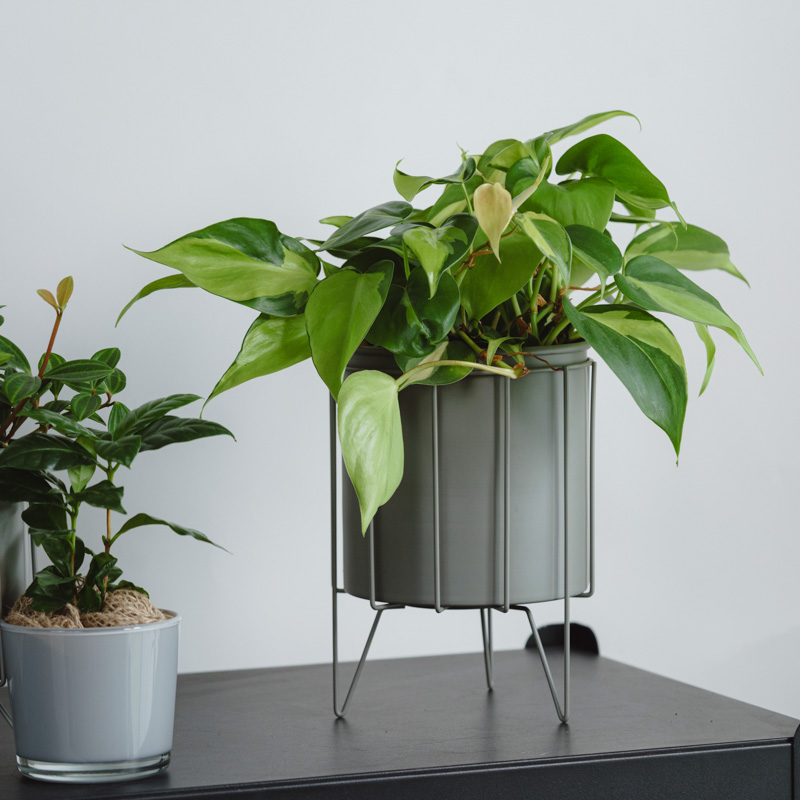 フィロデンドロン・ブラジル/ASHGREY(アッシュグレイ)/スチール