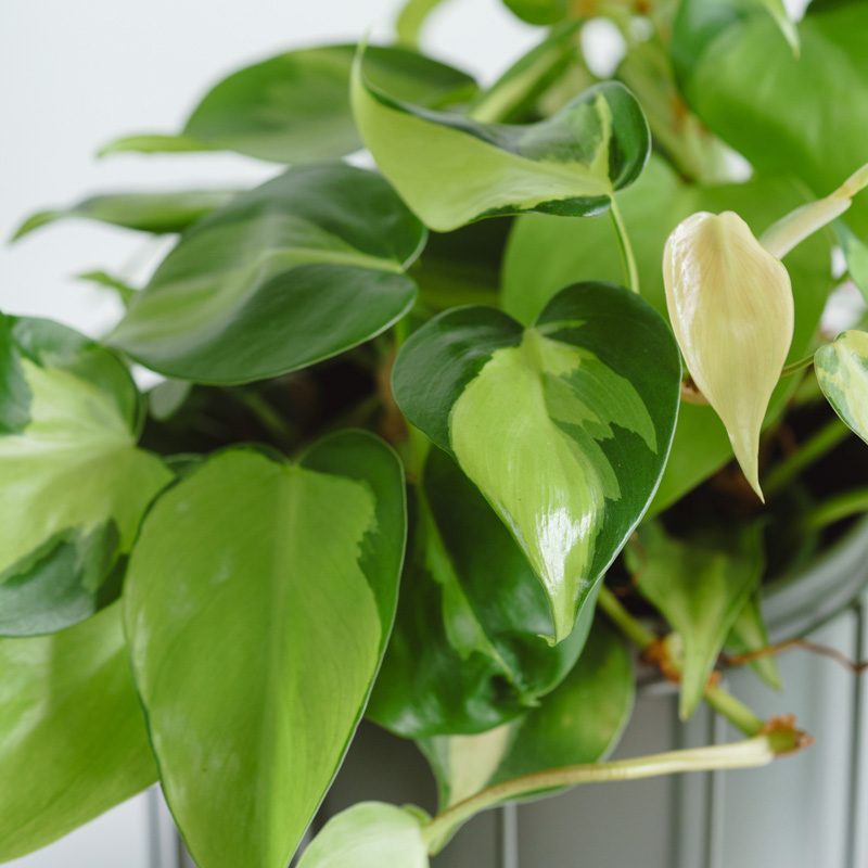 フィロデンドロン・ブラジル/ASHGREY(アッシュグレイ)/スチール