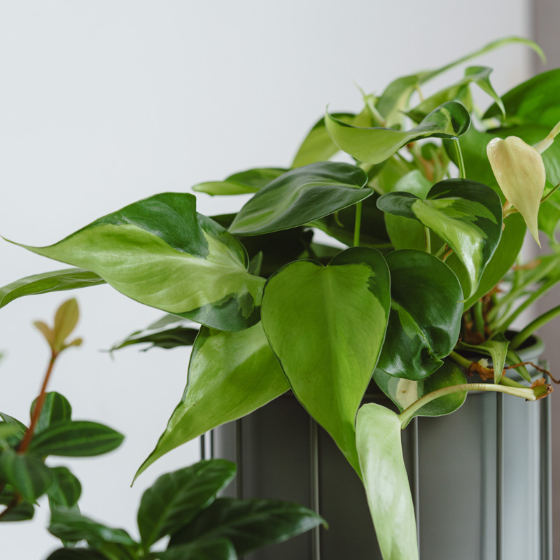 フィロデンドロン・ブラジル/ASHGREY(アッシュグレイ)/スチール