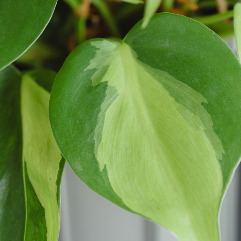 フィロデンドロン・ブラジル/ASHGREY(アッシュグレイ)/スチール