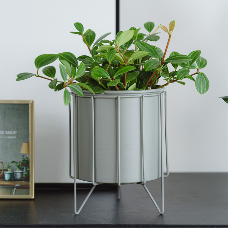 ペペロミア・フォレット/ASHGREY(アッシュグレイ)/スチールショート