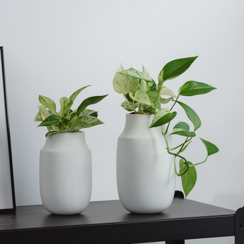 観葉植物 | 青山フラワーマーケット | 青山フラワーマーケット｜花束
