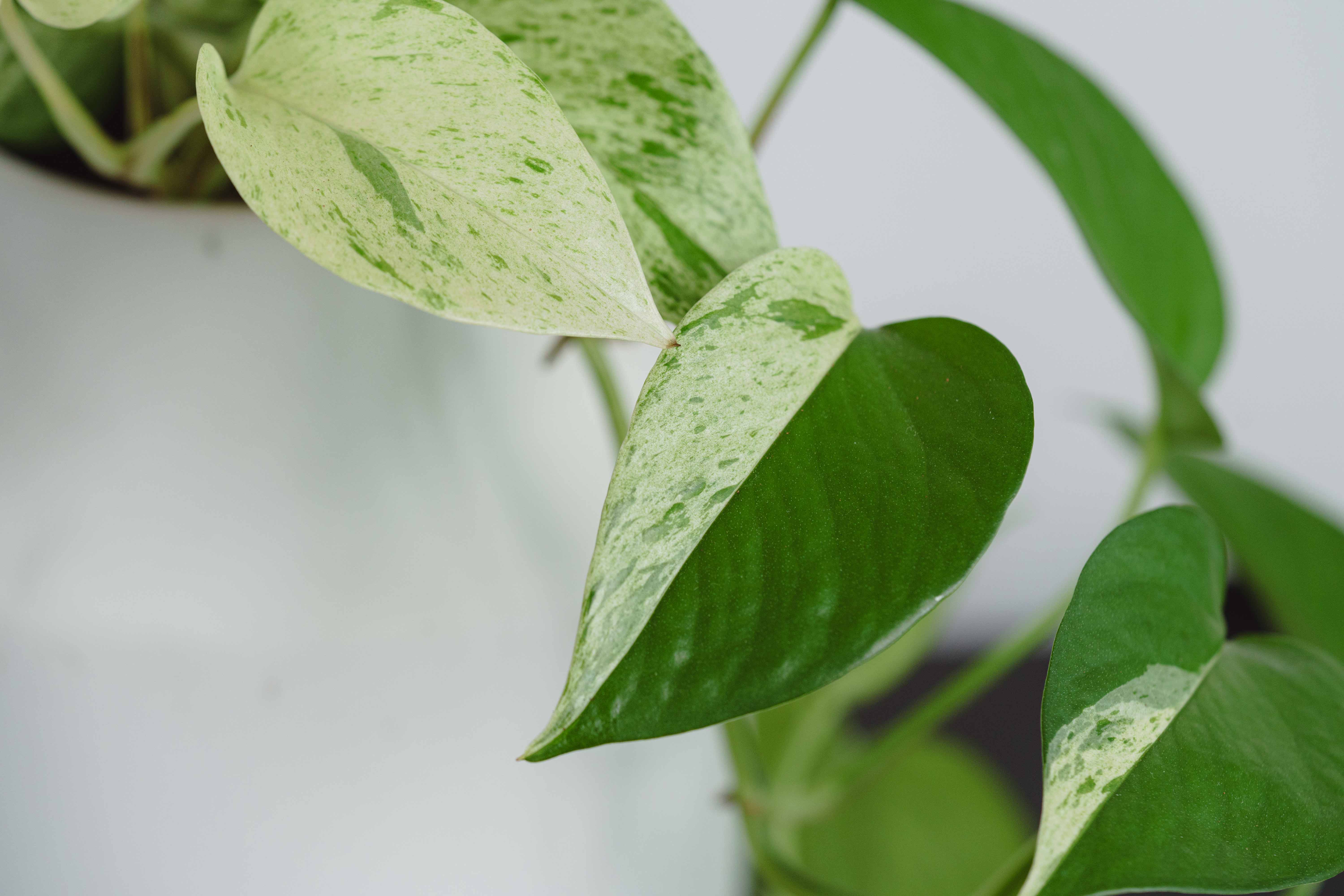 ポトス・マーブルクイーン/murmures(ミュールミル)/ラミアM | 青山