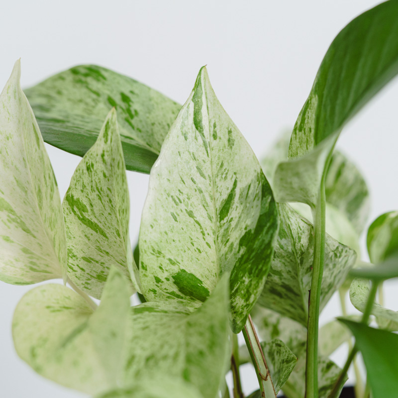 ポトス・マーブルクイーン/murmures(ミュールミル)/ラミアM | 青山