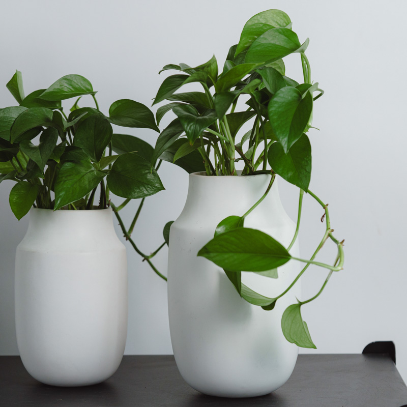 日々の変化を感じられる植物 | 青山フラワーマーケット | 青山フラワー