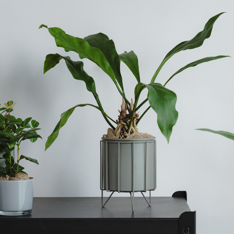 最終価格天山→花模様 植木鉢 内径7cmロング 最終価格天山→花模様 植木鉢 内径7cmロング 最終価格天山→花模様