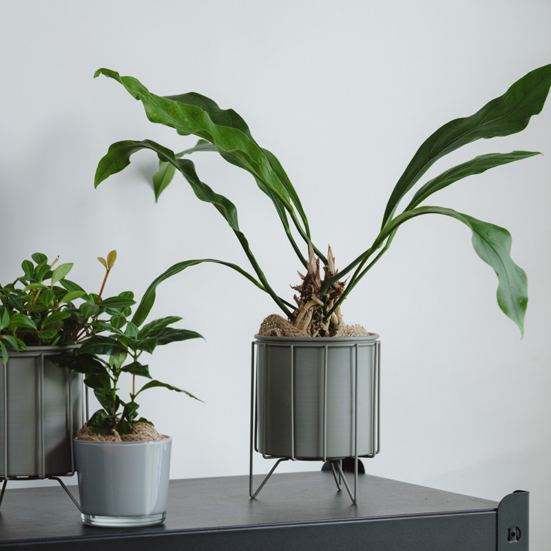 アンスリウム・フーケリー/ASHGREY(アッシュグレイ)/スチールショート