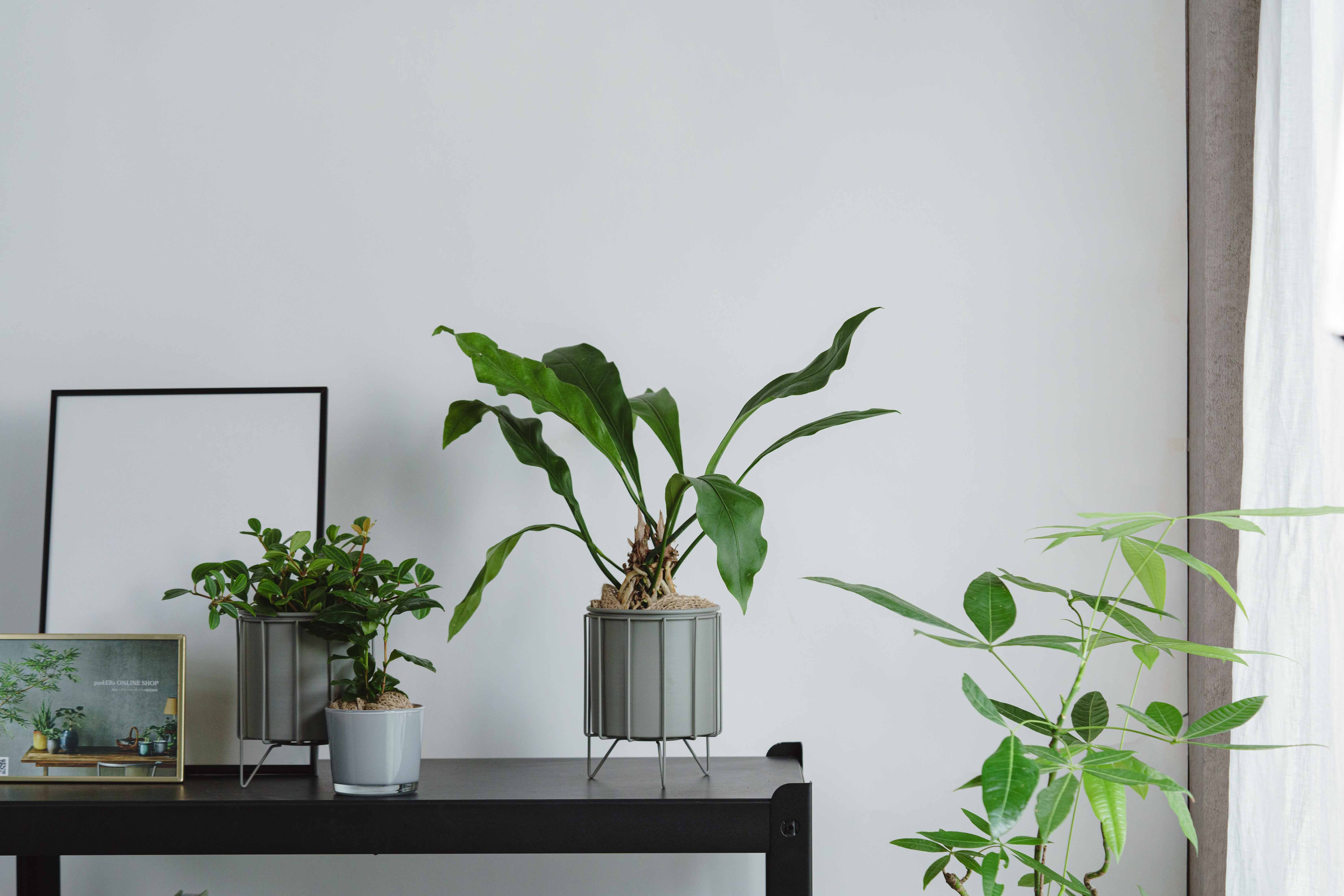 アンスリウム・フーケリー/ASHGREY(アッシュグレイ)/スチールショート