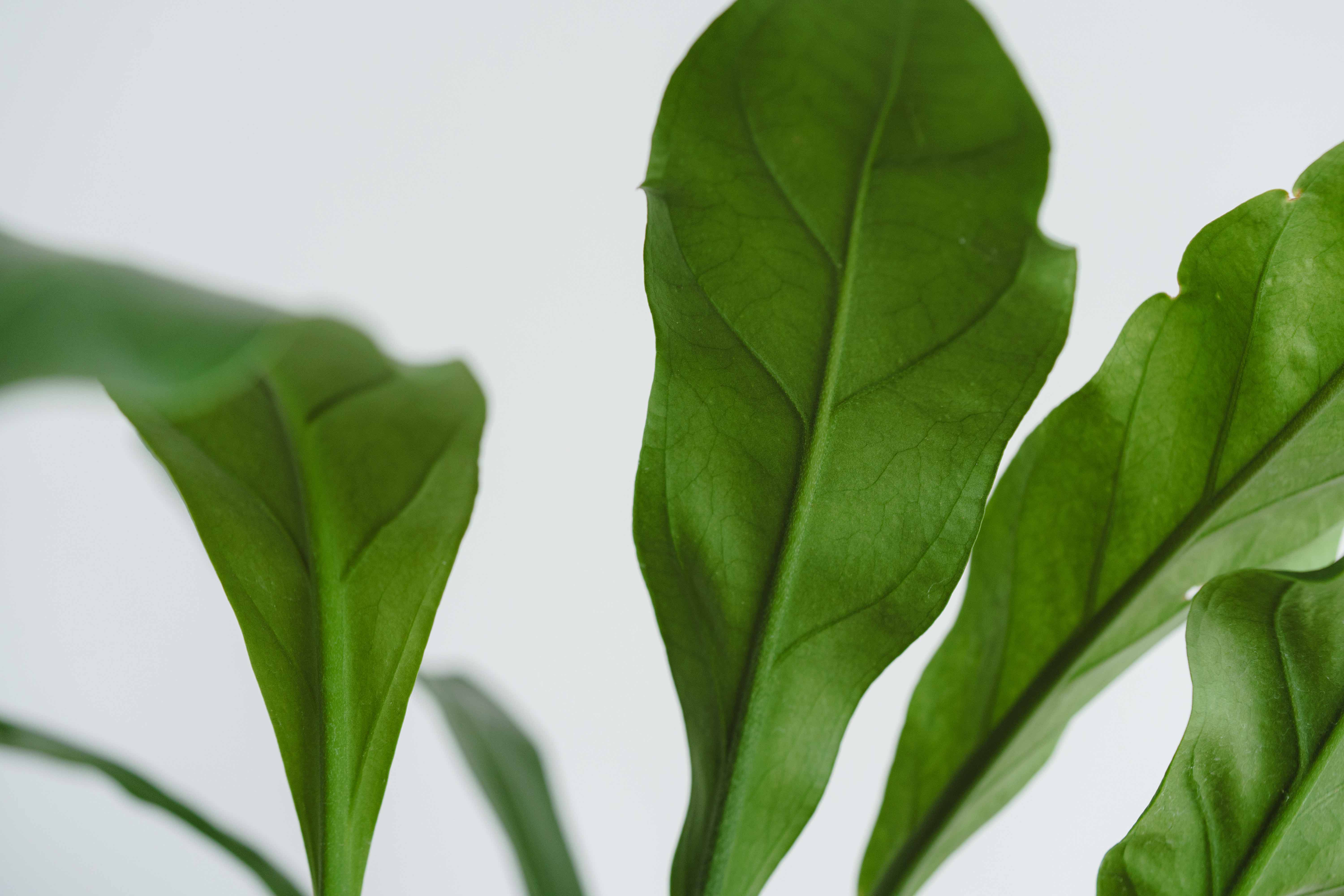 アンスリウム・フーケリー/ASHGREY(アッシュグレイ)/スチールショート