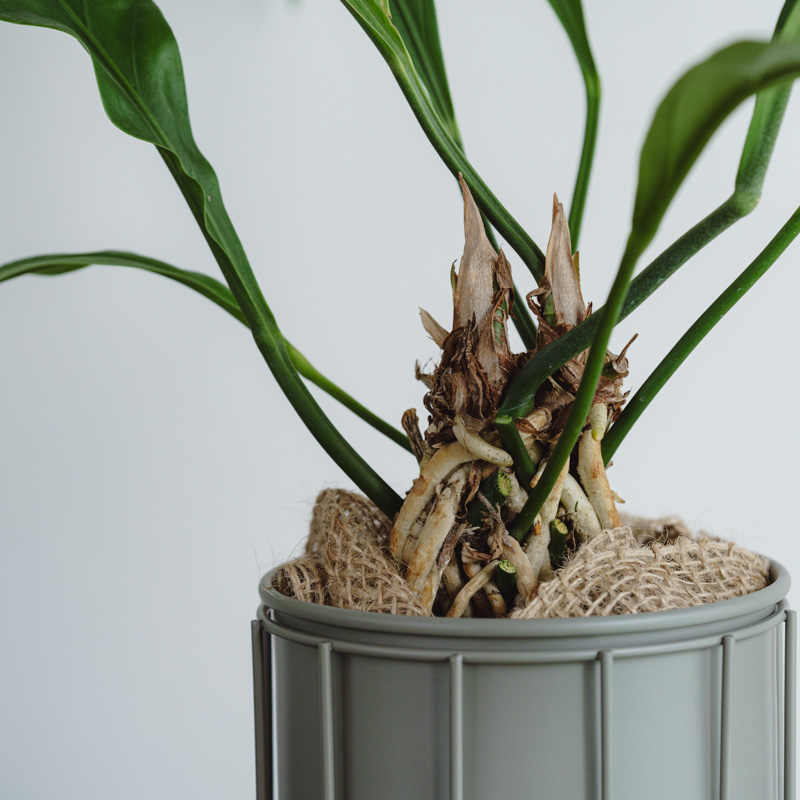 アンスリウム・フーケリー/ASHGREY(アッシュグレイ)/スチールショート