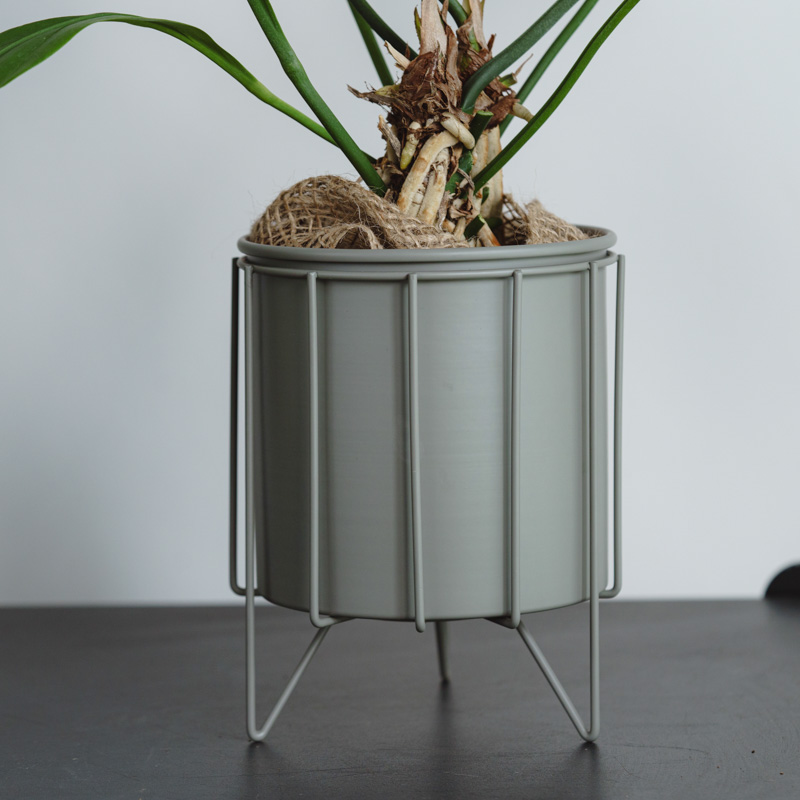 アンスリウム・フーケリー/ASHGREY(アッシュグレイ)/スチールショート