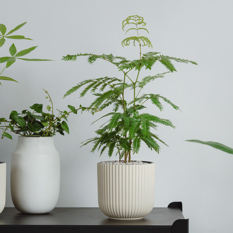 クレロレンドルム・マクロシフォン　苗　花木　観葉植物　花卉園芸　グリーン 00b5392a7df53a8fe544f80c40c894