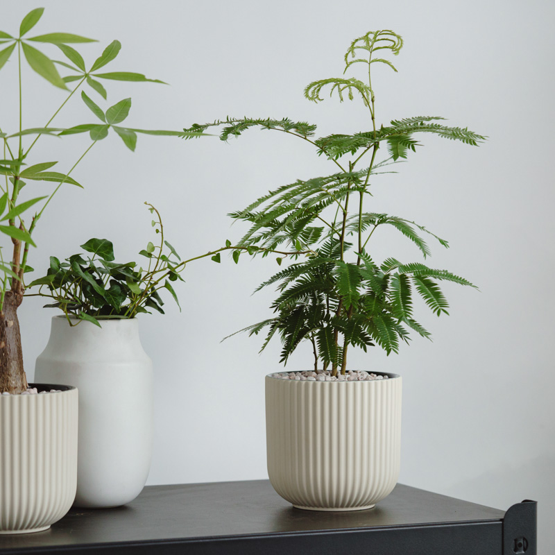 エバーフレッシュ/FARM(ファーム)/エルセ14 C | 青山フラワー