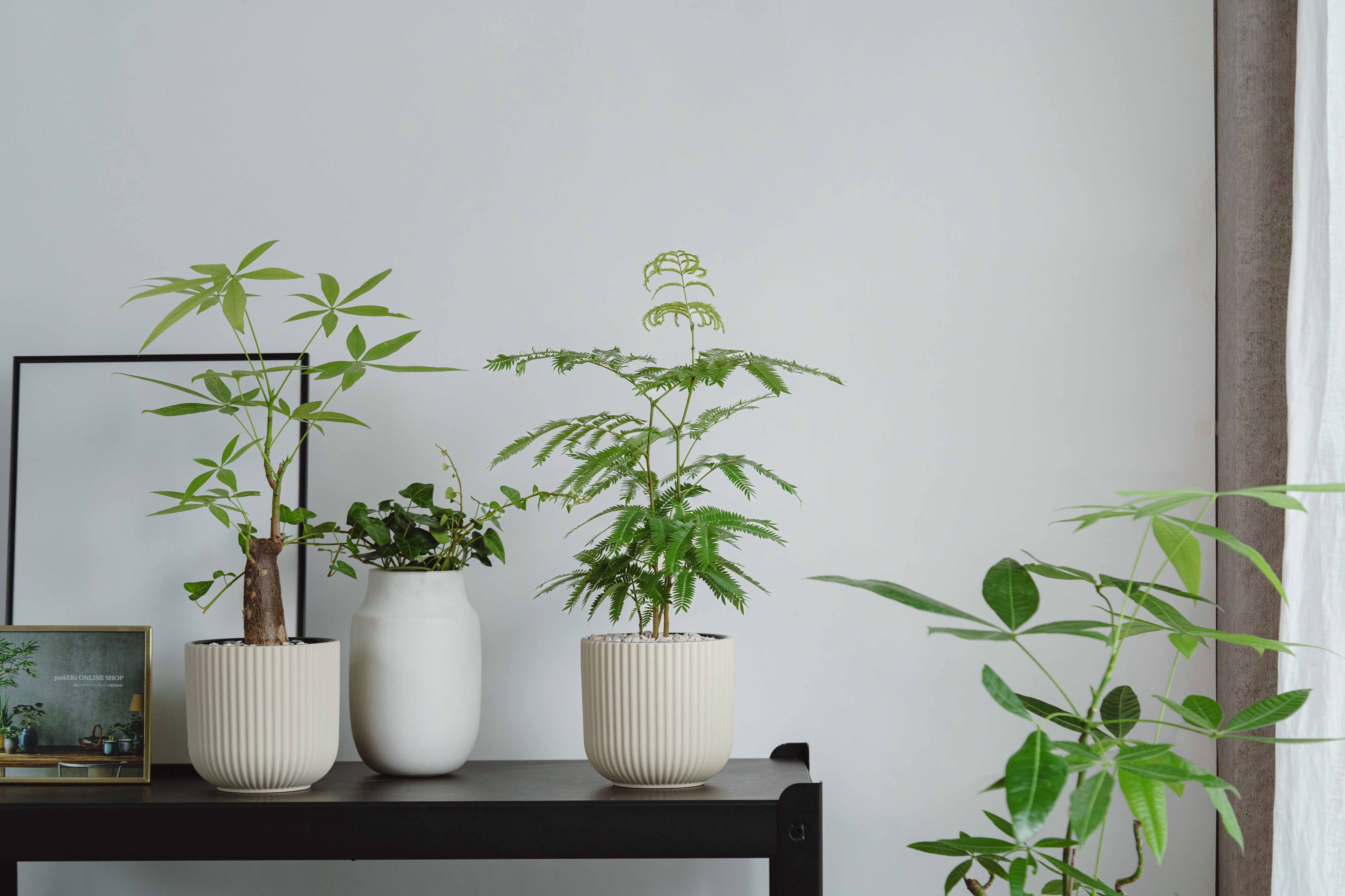 エバーフレッシュ/FARM(ファーム)/エルセ14 C | 青山フラワー