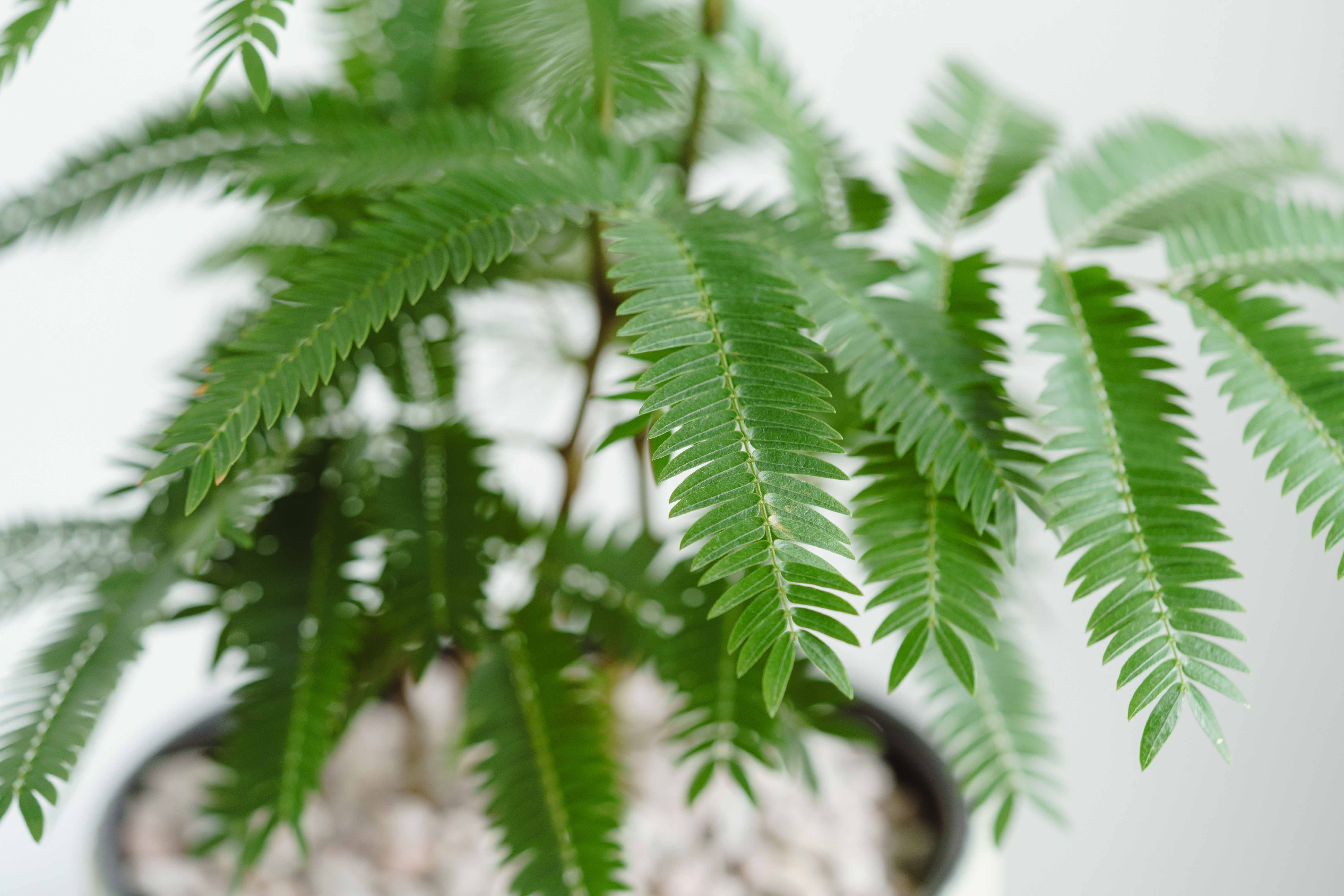 エバーフレッシュ/FARM(ファーム)/エルセ14 C | 青山フラワー