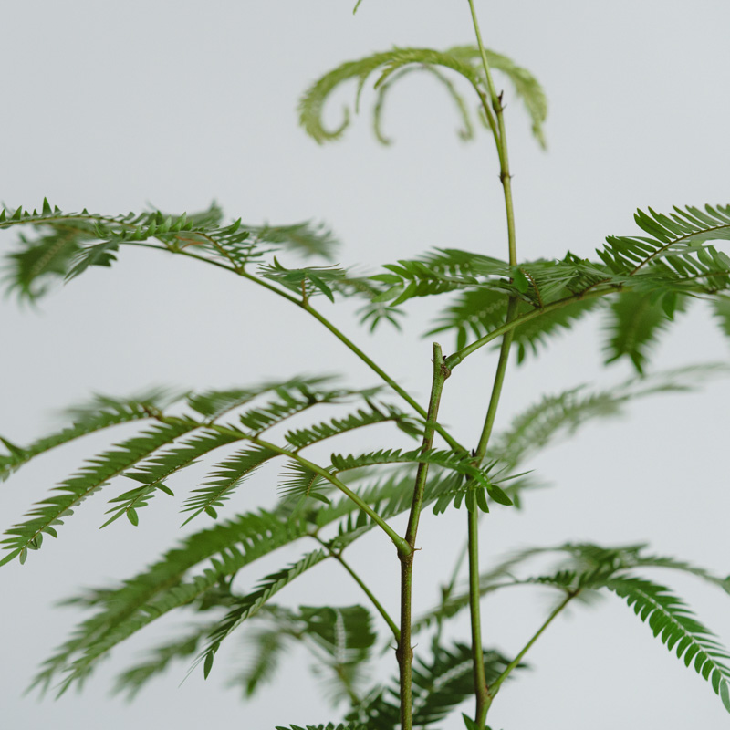 エバーフレッシュ/FARM(ファーム)/エルセ14 C | 青山フラワー