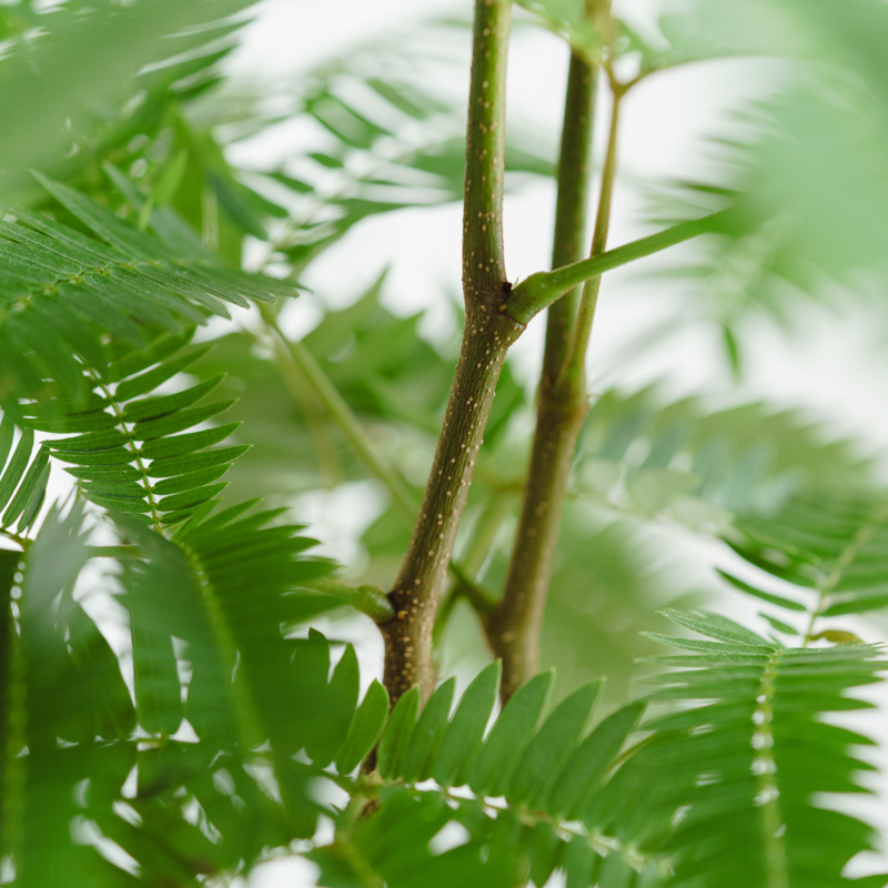 【お客♡】エバーフレッシュ♥記念品 エバーフレッシュ “選抜個体”+ plantsmonsters pot 「Cojoba arb