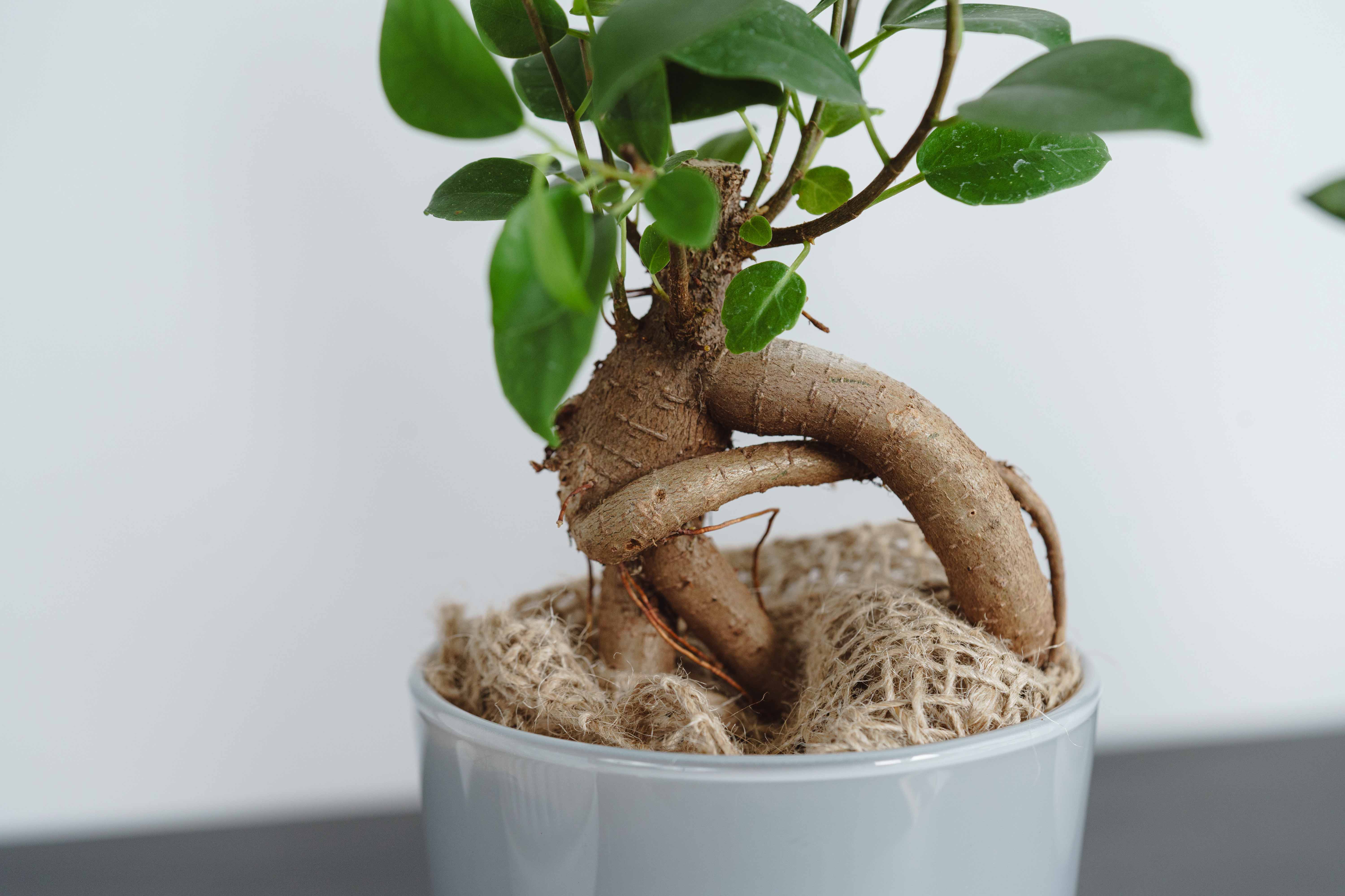 ガジュマル/HAKBIJL(ハックバイル)/コナーホワイト13 | 青山フラワー