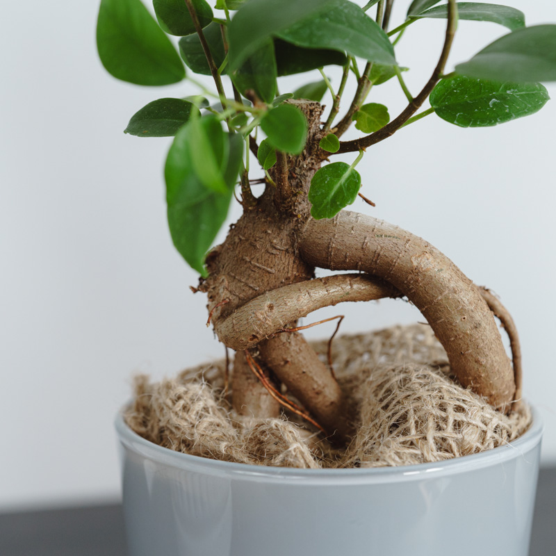 ガジュマル/HAKBIJL(ハックバイル)/コナーホワイト13 | 青山フラワー